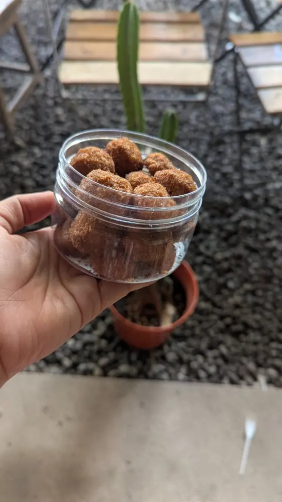 Kue Kering Frozen vs Fresh: Mana Lebih Enak?