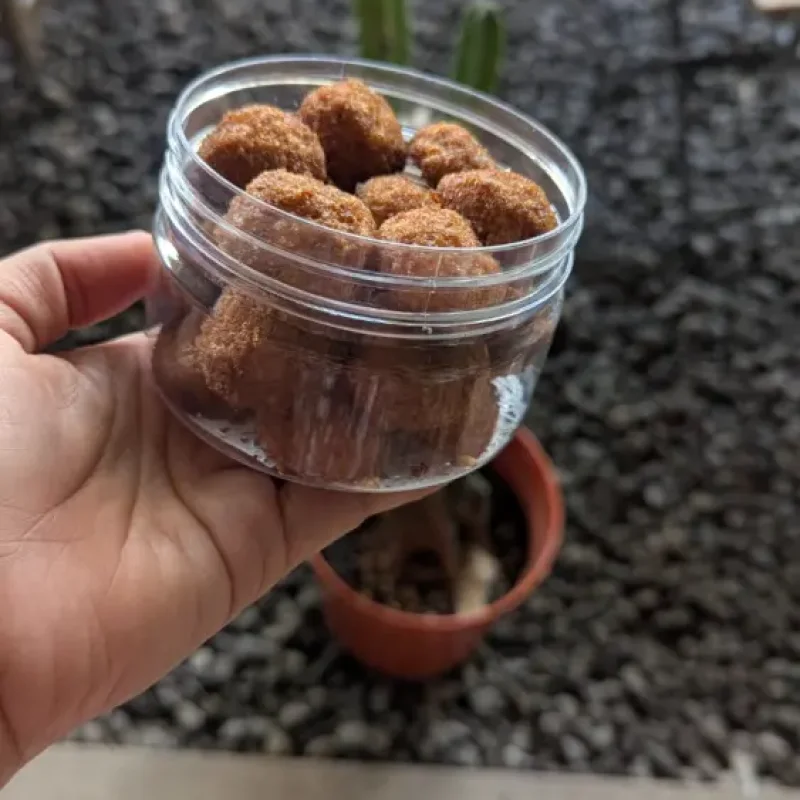 Kue Kering Frozen vs Fresh: Mana Lebih Enak?